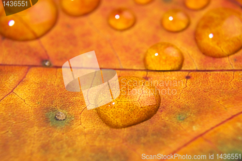 Image of Water drop on autumn leaf