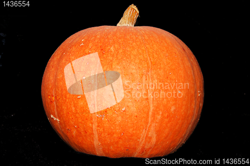 Image of Pumpkin