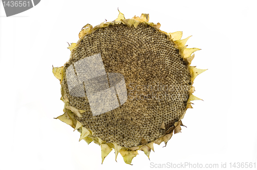 Image of Eaten sunflower isolated