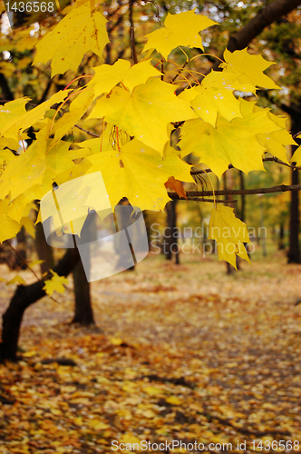 Image of Autumn leaves