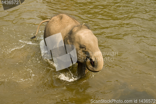 Image of Young asian elephant