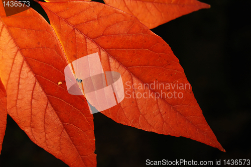 Image of Autumn leaves
