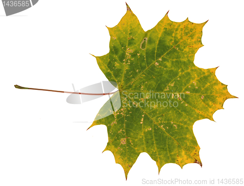 Image of Autumn leaves