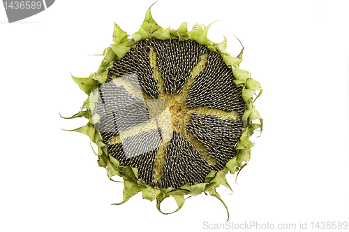 Image of Sun on sunflower isolated