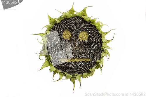 Image of sunflower isolated