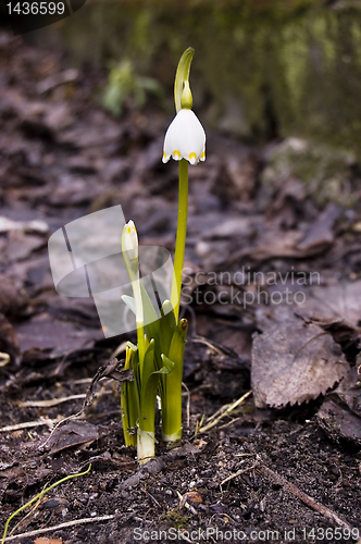 Image of First flower this spring