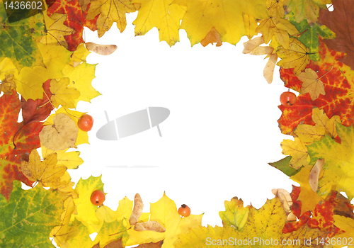 Image of Autumn leaves