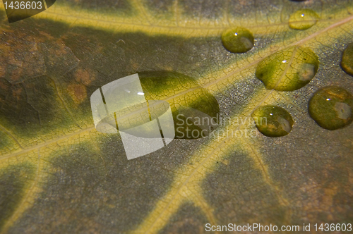 Image of Water drop on autumn leaf