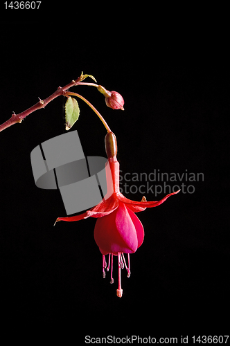 Image of red flower over black