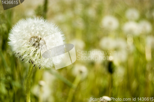 Image of Dandelion field