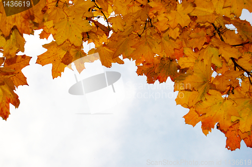 Image of Leaves and blue sky