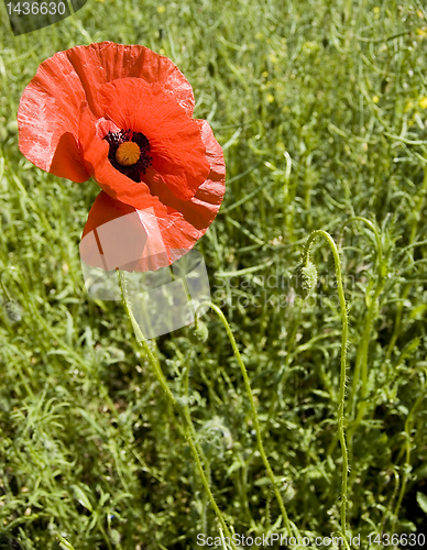 Image of poppy flower