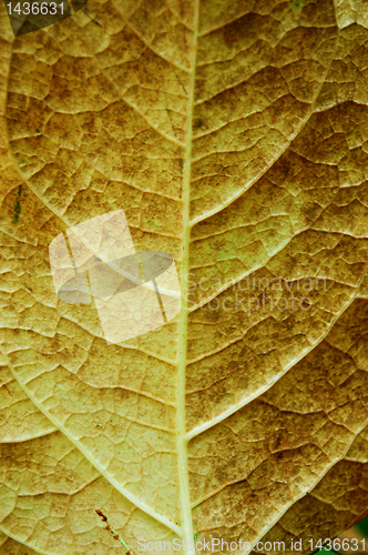 Image of Autumn leaves