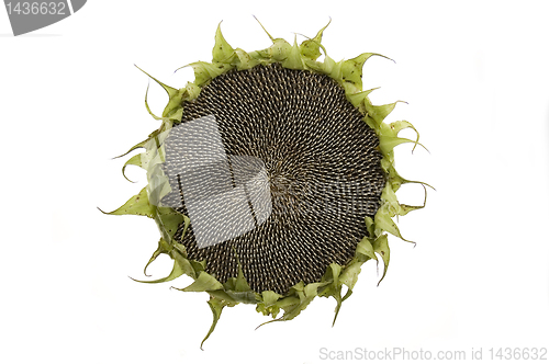 Image of Sunflower isolated