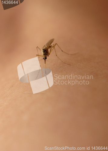 Image of Mosquito sucking blood