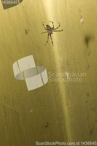 Image of Spider on web