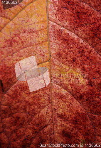 Image of Autumn leaves