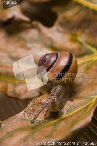 Image of Snail on autumn leaves