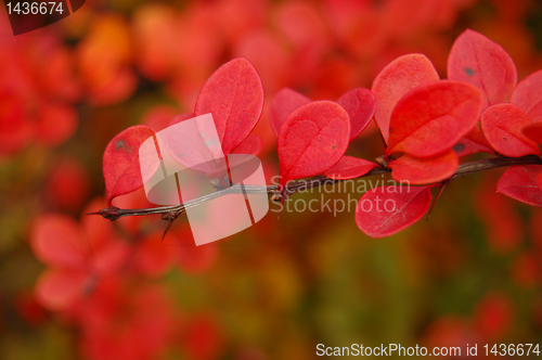 Image of Autumn leaves