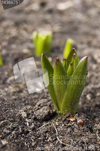 Image of First flower this spring