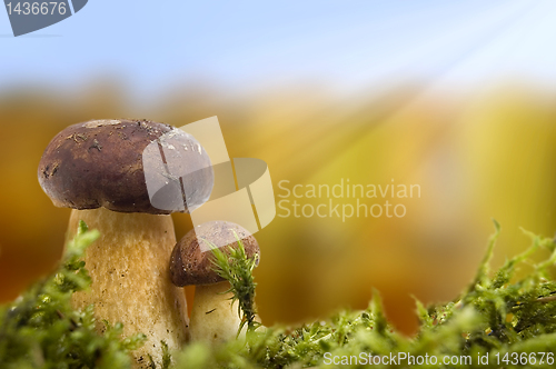 Image of Mushrooms  autumn scene.