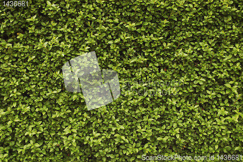 Image of Seamless background - hedge