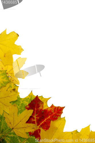 Image of Autumn leaves