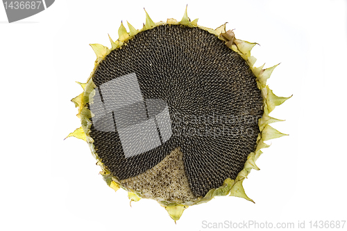 Image of Sunflower isolated