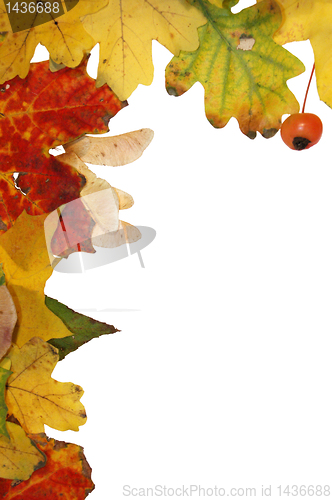 Image of Autumn leaves