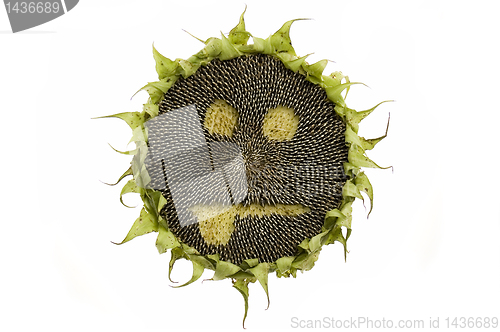 Image of Sunflower isolated