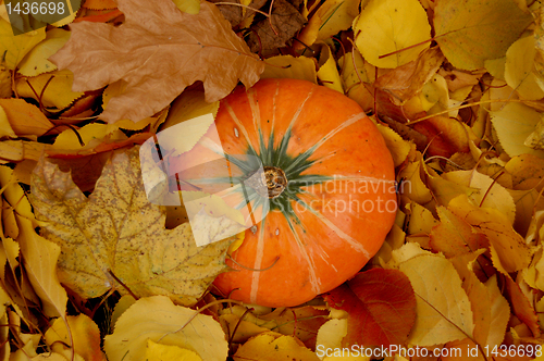 Image of Autumn pumpkin