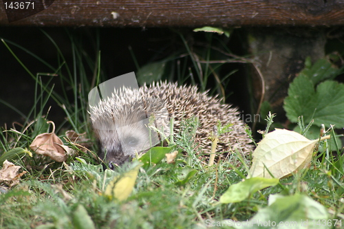 Image of Hedgehog