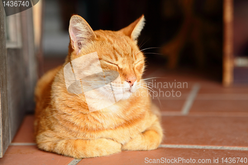 Image of sleepy cat