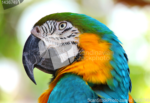 Image of coloured Macaw parrot