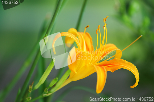 Image of Day Lily - Hemerocallis fulva