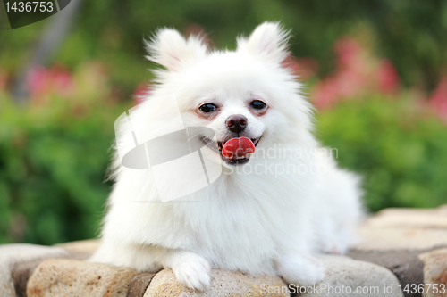 Image of white pomeranian dog