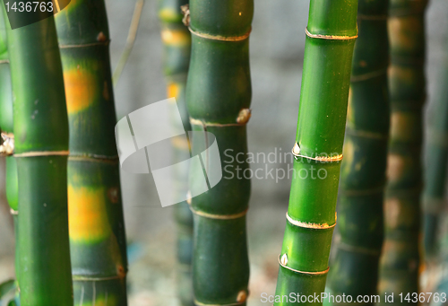 Image of bamboo