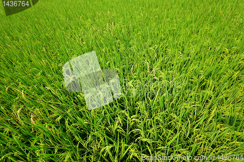 Image of Paddy Rice