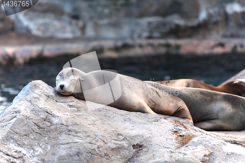 Image of sea lion