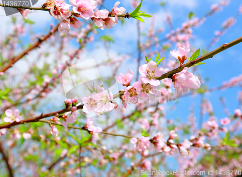 Image of Chinese new year decoration flower-peach blossom