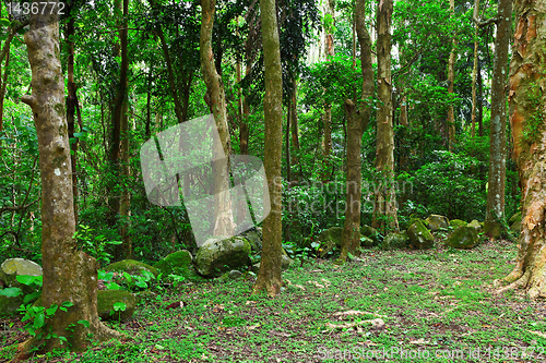 Image of green forest