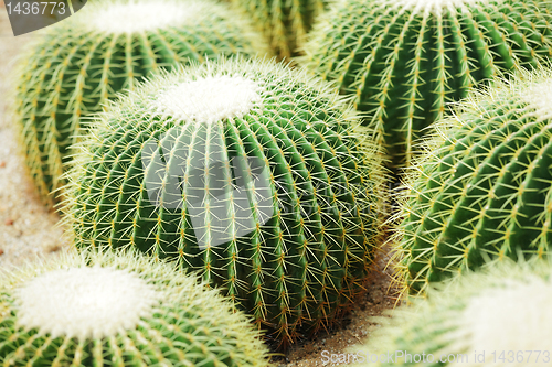 Image of Cactus