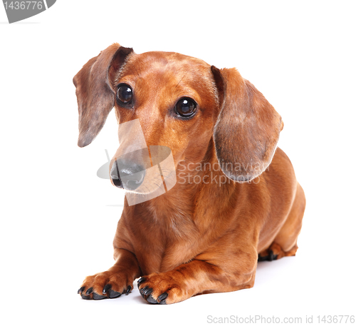 Image of dachshund dog