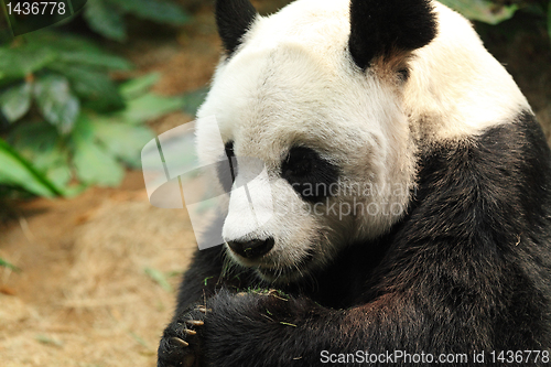 Image of panda