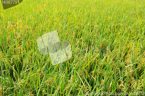 Image of paddy field