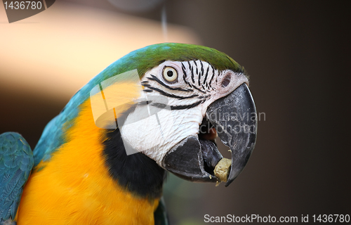 Image of Macaw parrot
