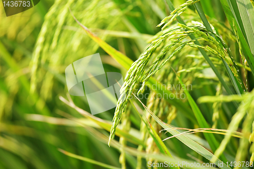 Image of Close up of green paddy rice