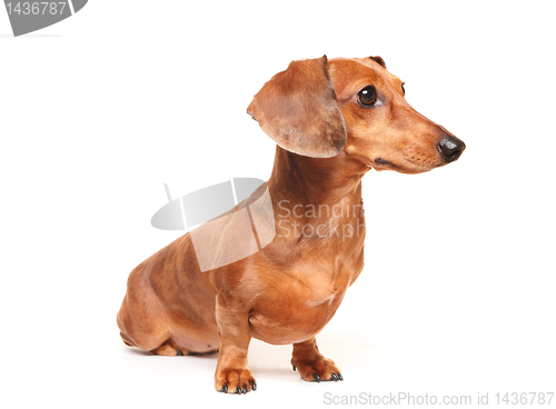 Image of dachshund dog
