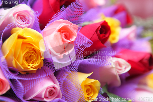 Image of colourful rose