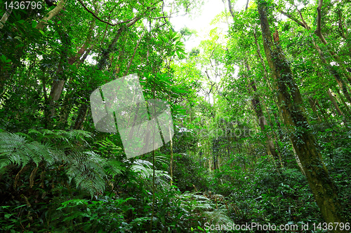 Image of green forest